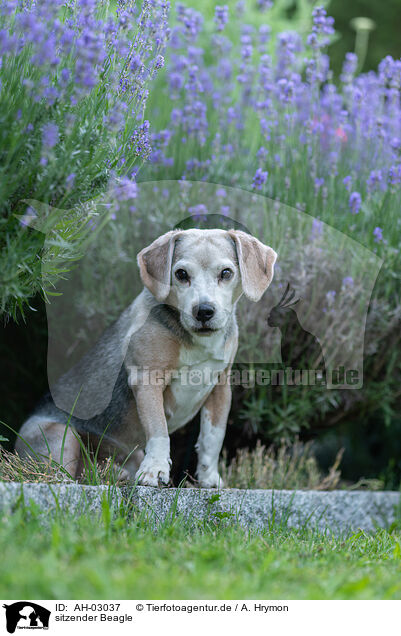 sitzender Beagle / AH-03037