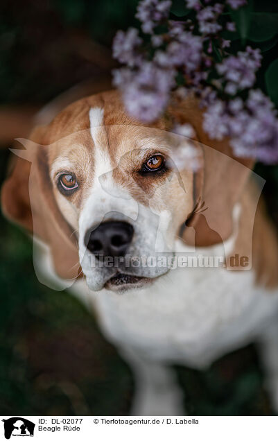 Beagle Rde / male Beagle / DL-02077