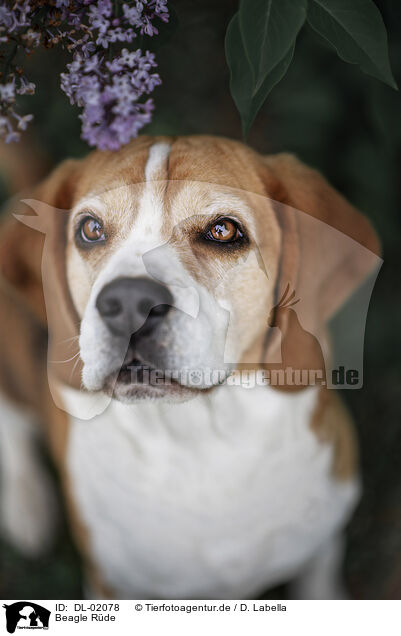 Beagle Rde / male Beagle / DL-02078