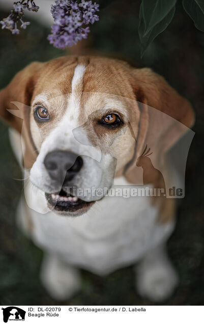 Beagle Rde / male Beagle / DL-02079