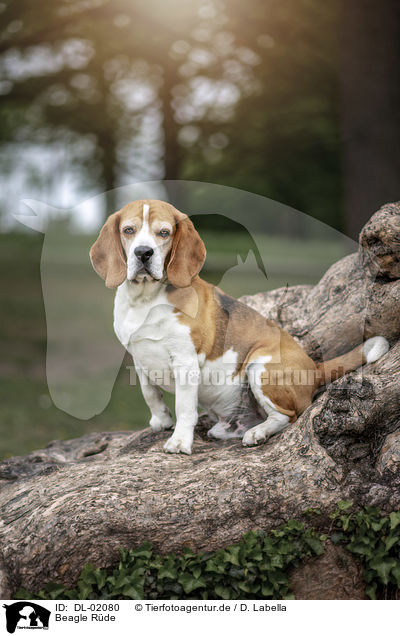 Beagle Rde / male Beagle / DL-02080