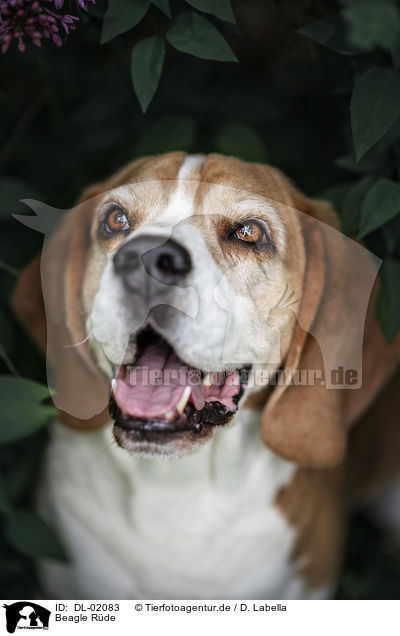 Beagle Rde / male Beagle / DL-02083