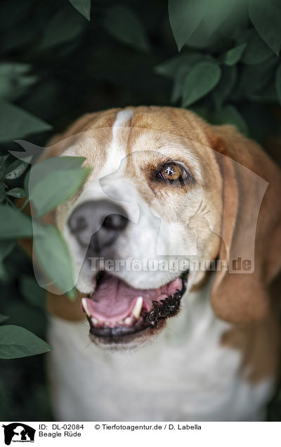 Beagle Rde / male Beagle / DL-02084