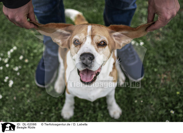 Beagle Rde / male Beagle / DL-02086