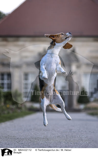 Beagle / Beagle / MAH-02112