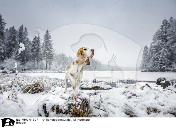 Beagle / Beagle / MHO-01597