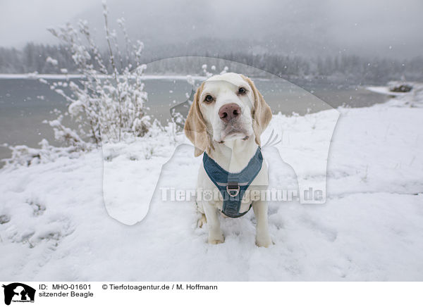 sitzender Beagle / sitting Beagle / MHO-01601