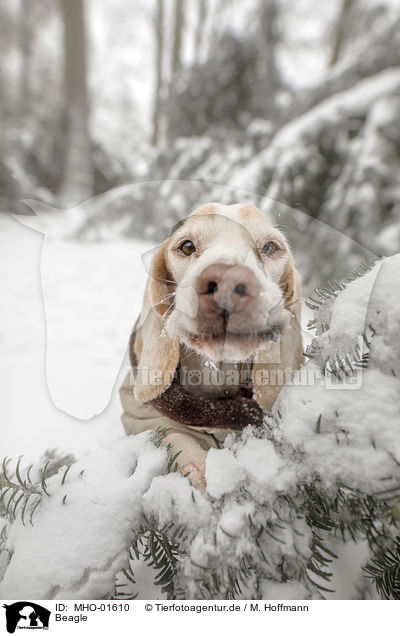 Beagle / Beagle / MHO-01610