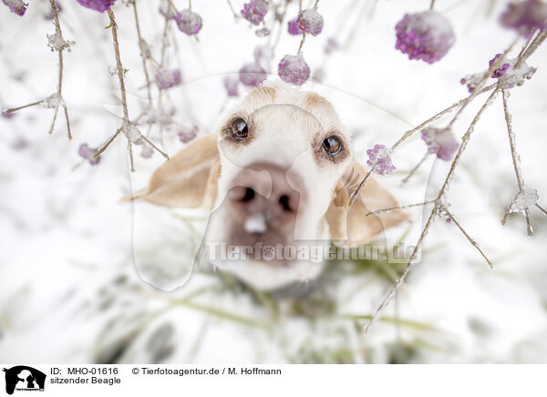 sitzender Beagle / MHO-01616