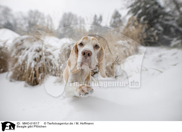 Beagle gibt Pftchen / Beagle gives paw / MHO-01617