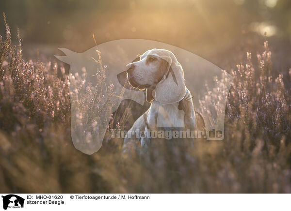 sitzender Beagle / sitting Beagle / MHO-01620