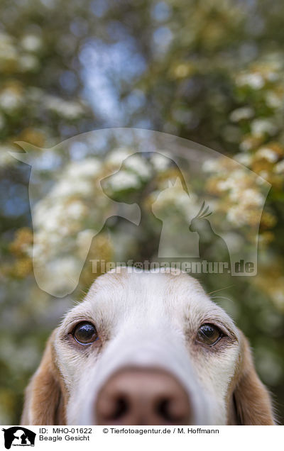 Beagle Gesicht / Beagle face / MHO-01622
