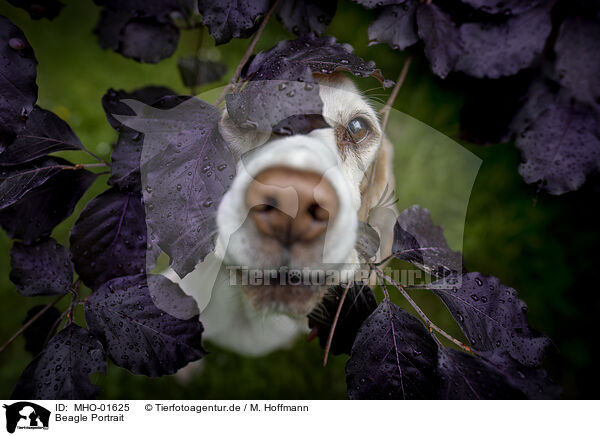 Beagle Portrait / Beagle Portrait / MHO-01625