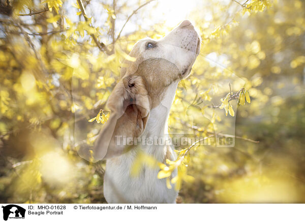 Beagle Portrait / MHO-01628