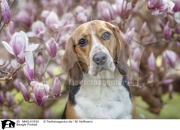 Beagle Portrait / MHO-01630