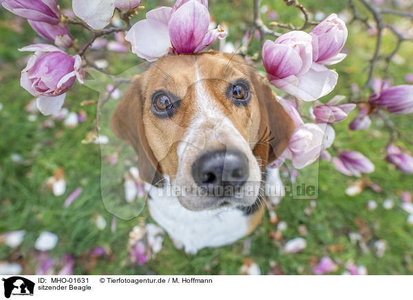 sitzender Beagle / sitting Beagle / MHO-01631