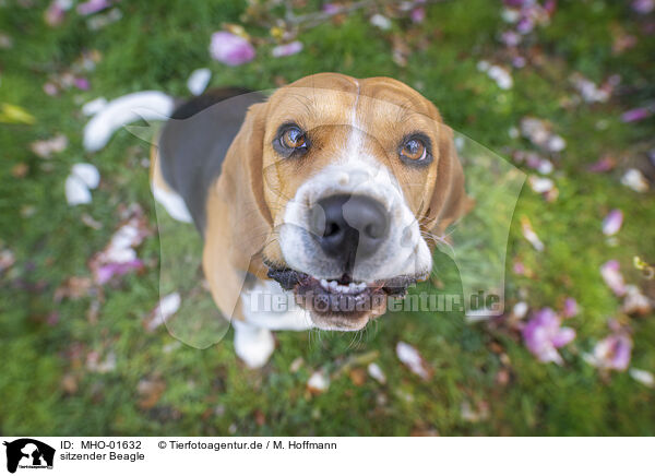 sitzender Beagle / sitting Beagle / MHO-01632