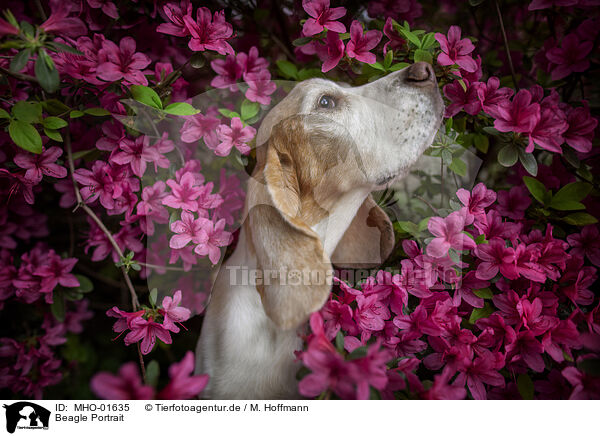 Beagle Portrait / Beagle Portrait / MHO-01635