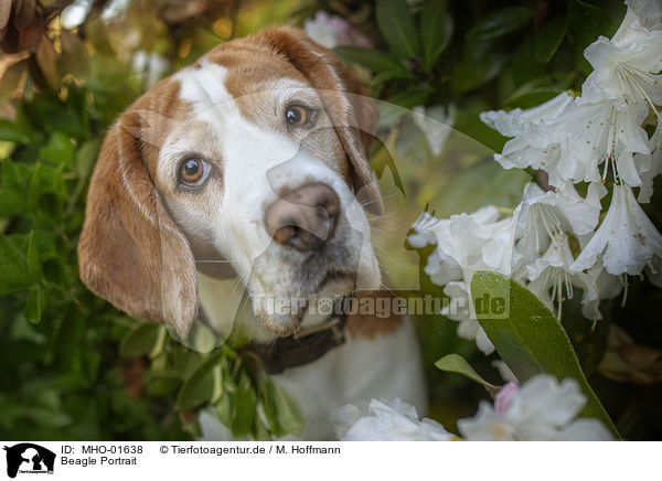 Beagle Portrait / Beagle Portrait / MHO-01638