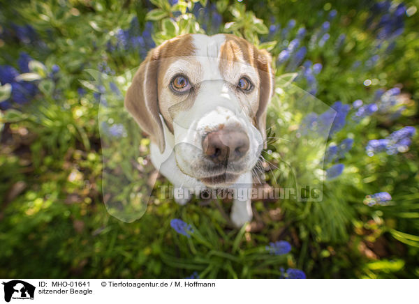 sitzender Beagle / sitting Beagle / MHO-01641