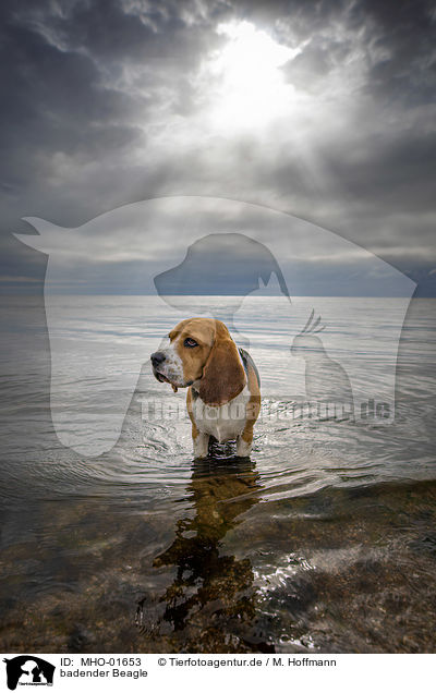 badender Beagle / bathing Beagle / MHO-01653