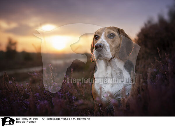 Beagle Portrait / Beagle Portrait / MHO-01666