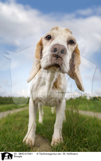 Beagle / MHO-01681