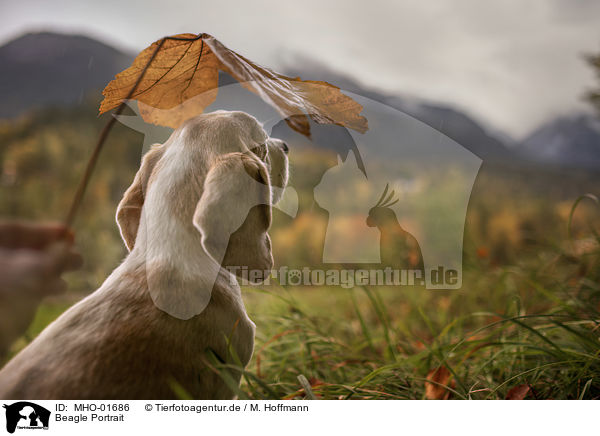 Beagle Portrait / MHO-01686