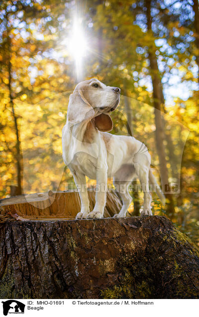 Beagle / Beagle / MHO-01691