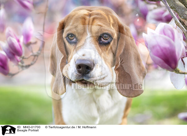 Beagle Portrait / MHO-01700