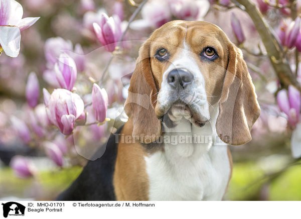 Beagle Portrait / Beagle Portrait / MHO-01701