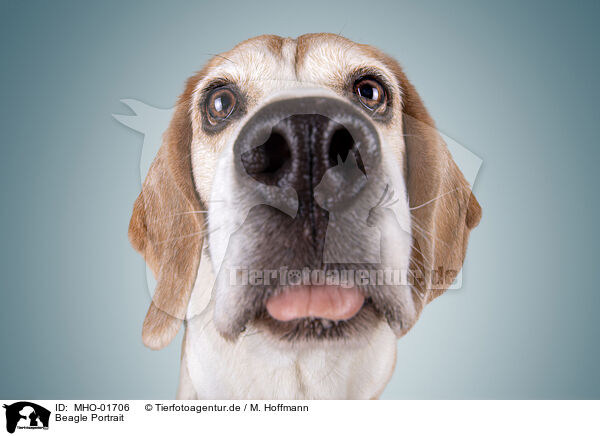 Beagle Portrait / MHO-01706