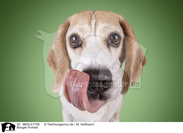 Beagle Portrait / MHO-01708