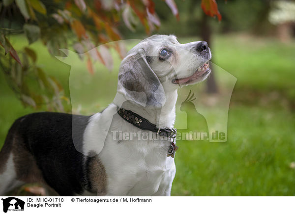 Beagle Portrait / Beagle Portrait / MHO-01718