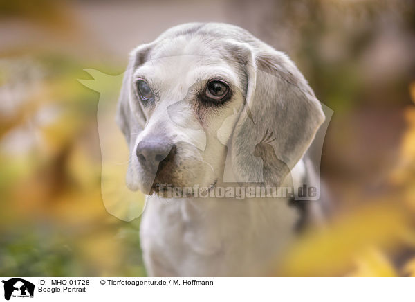 Beagle Portrait / Beagle Portrait / MHO-01728