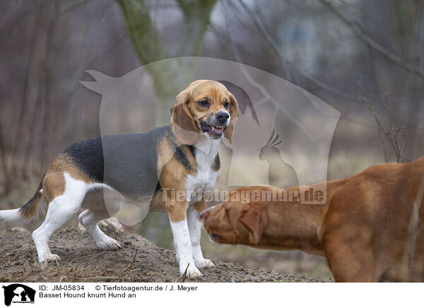 Basset Hound knurrt Hund an / Basset Hound growls at dog / JM-05834