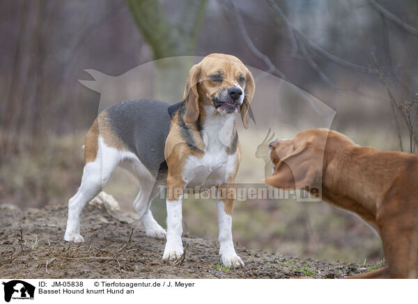 Basset Hound knurrt Hund an / Basset Hound growls at dog / JM-05838