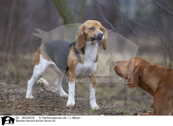 Basset Hound knurrt Hund an / Basset Hound growls at dog / JM-05839