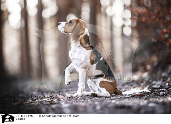 Beagle / MT-01259