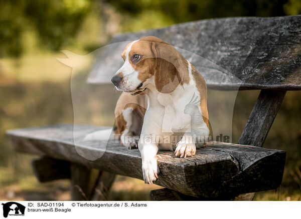braun-wei Beagle / brown-and-white Beagle / SAD-01194