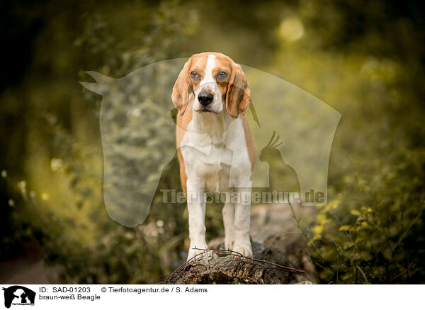 braun-wei Beagle / SAD-01203