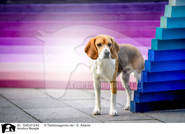 tricolour Beagle / SAD-01242