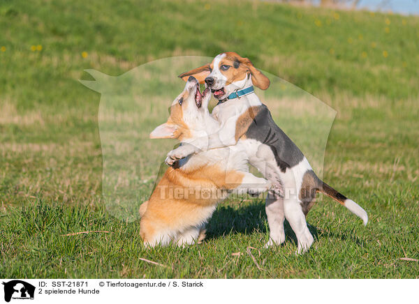 2 spielende Hunde / SST-21871