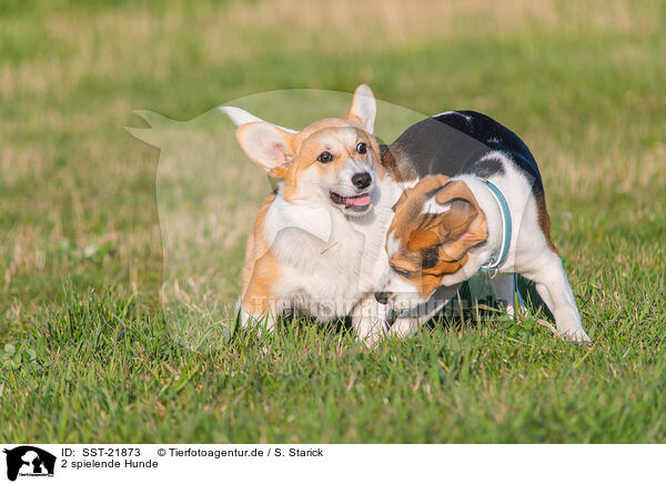 2 spielende Hunde / 2 playing dogs / SST-21873
