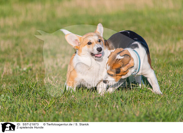 2 spielende Hunde / SST-21873