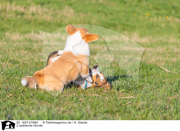 2 spielende Hunde / 2 playing dogs / SST-21880