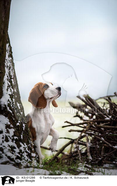 junger Beagle / KS-01286
