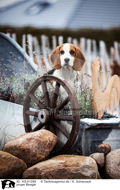 junger Beagle / KS-01289