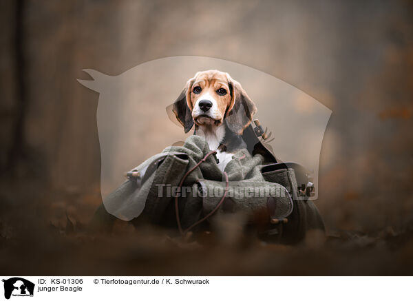 junger Beagle / young Beagle / KS-01306