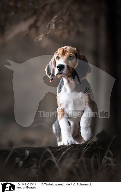 junger Beagle / young Beagle / KS-01314